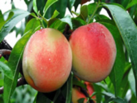 ����ˮ����