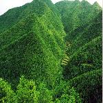 ˮ��ɭ���˼�